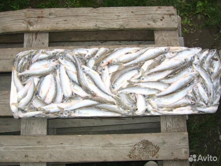 Корюшка свежемороженая (доставка)