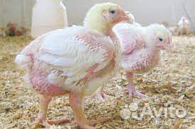 Цыплята бройлера недельные