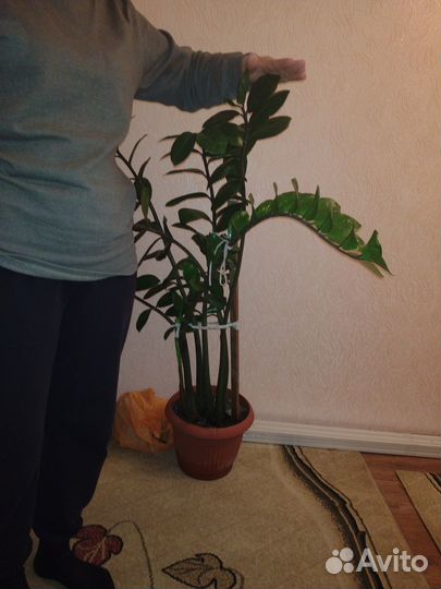 Продам замиокулькас