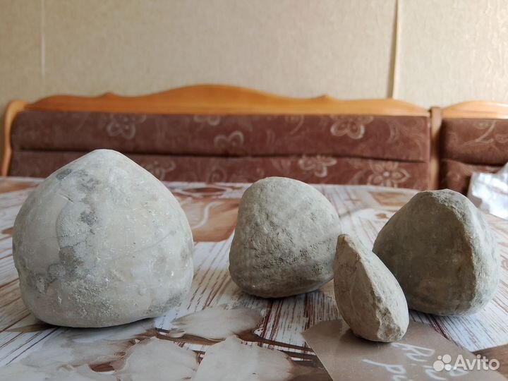 Акаменелости