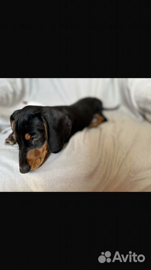 Щенки Таксы