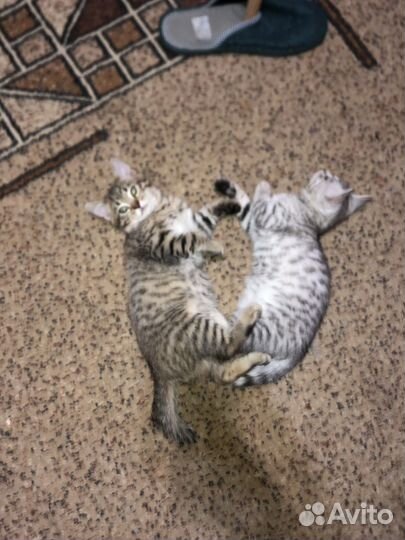 Бенгальские котята