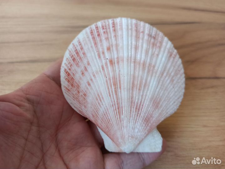 Морская раковина