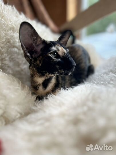 Ориентальная кошка