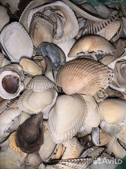 Морские ракушки раковины