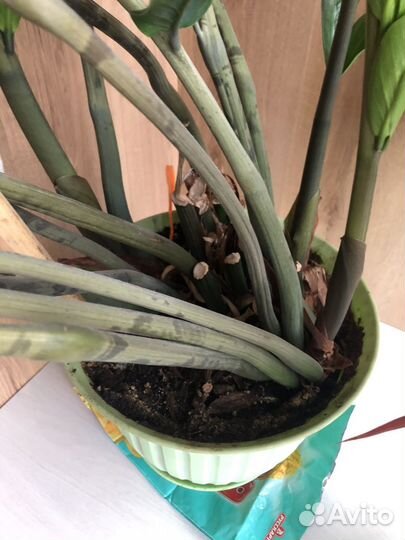 Замиокулькас, фикусы каучук, бенджамина, драцена