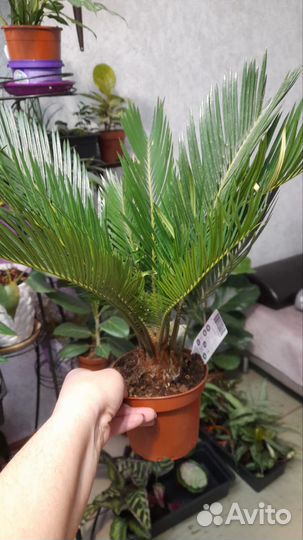 Цикас, кардолина,сирелиция регина