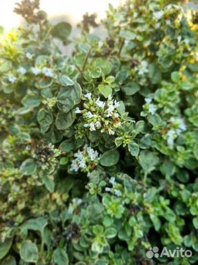 Душица пестролистая