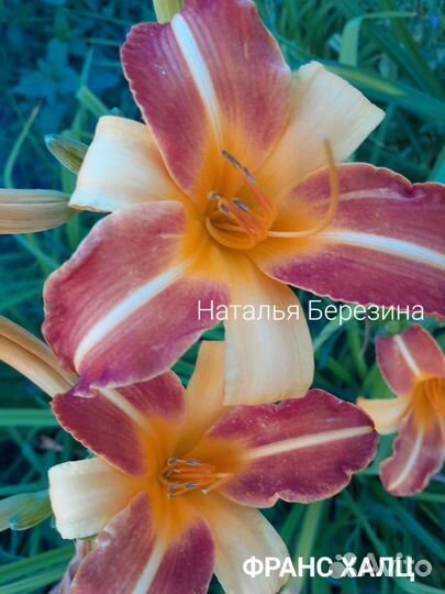 Лилейники сортовые