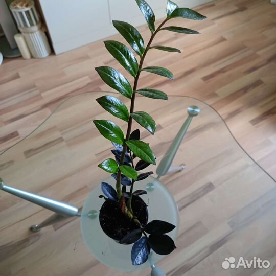 Замиокулькас черный равен