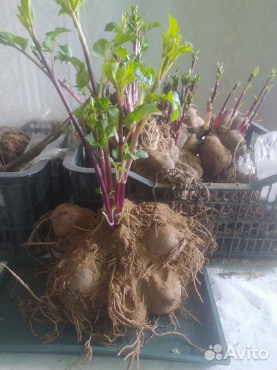 Георгины клубни