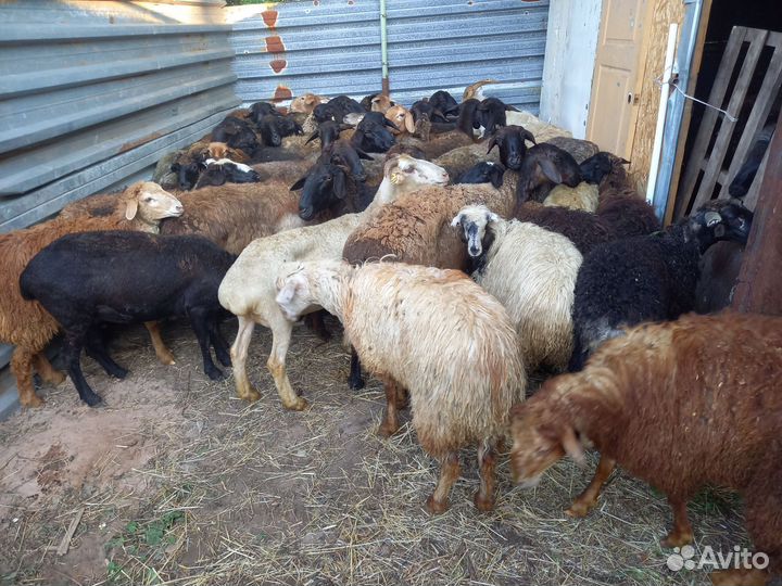 Курдючные бараны овцы
