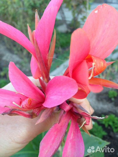 Цветы канны