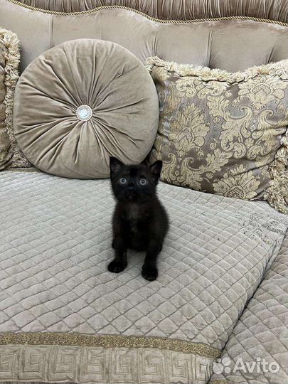 Котик Бэтман