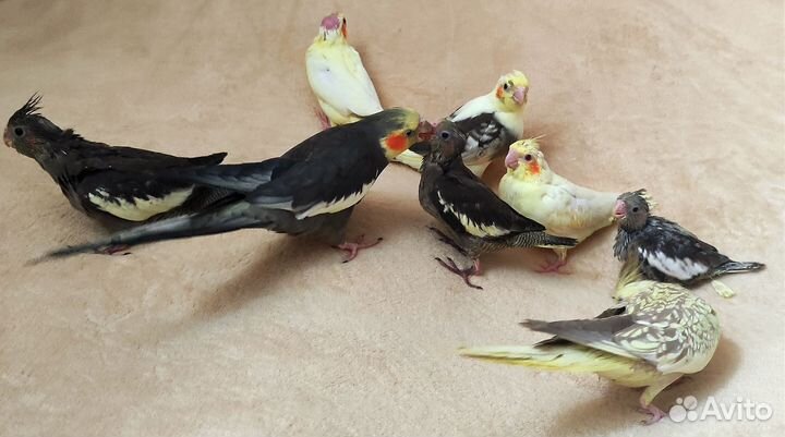 Попугай корелла