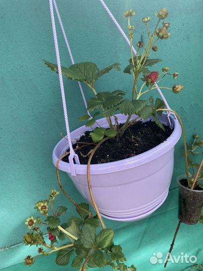 Ампельная ремонтантная клубника