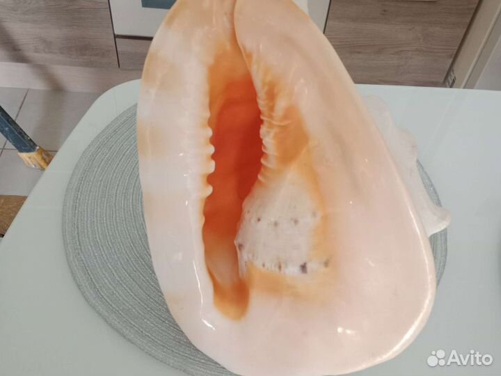 Большая натуральная ракушка