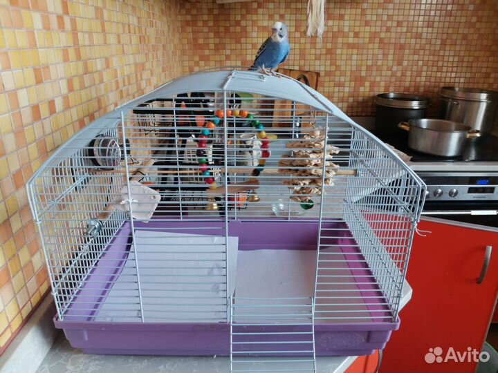 Волнистый попугай