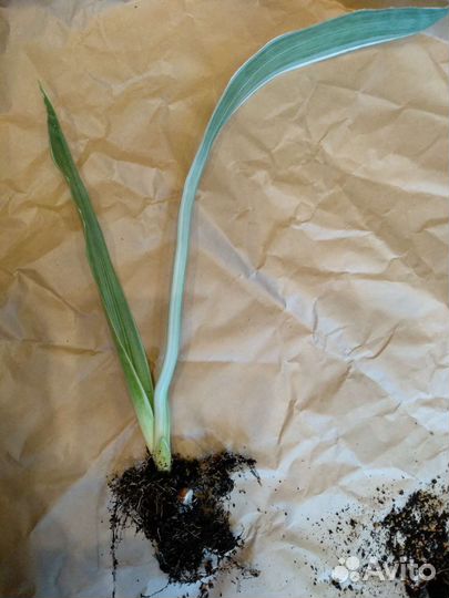 Сансевиерия сортовая