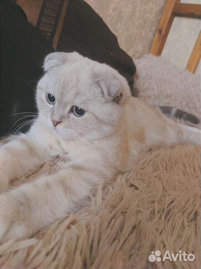Шотландский скоттиш фолд кот Richi - вязка