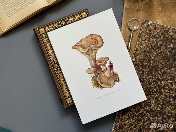 Офсетная литография. Грибы. Бельгия