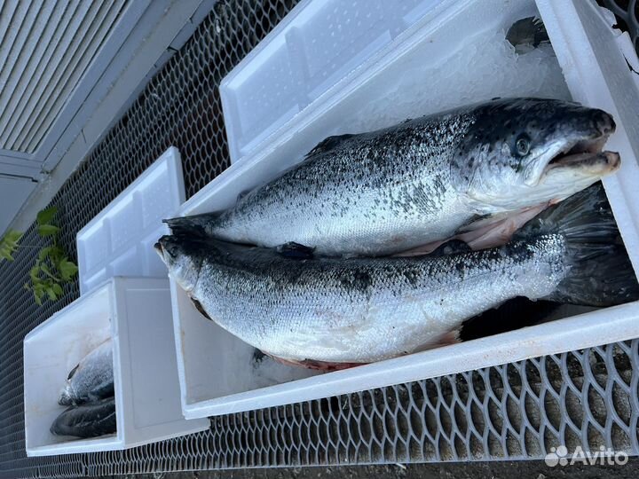 Лосось Атлантический Охлажденный Оптом