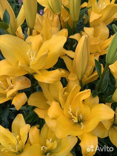 Шикарные лилии