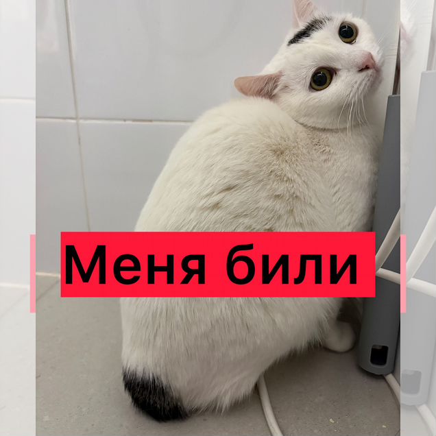 Взрослая, кошка в добрые руки