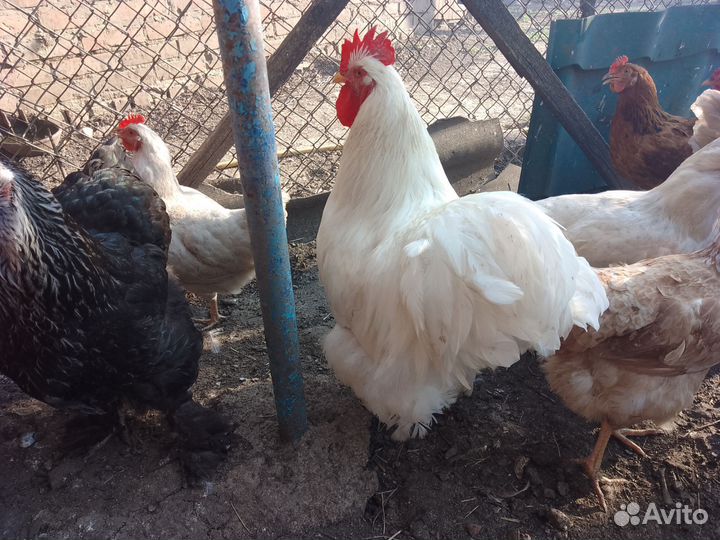 Петух брама и кохинхин