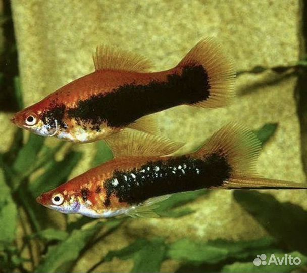 Анциструс сом прилипала