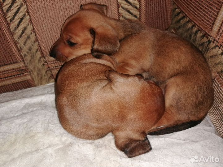 Щенки таксы