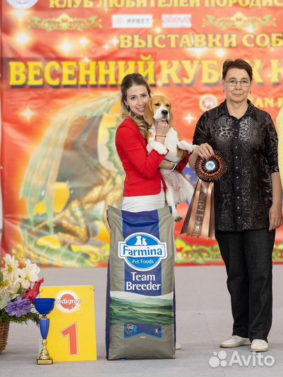 Хендлер. Подготовка и показ собаки на выставке