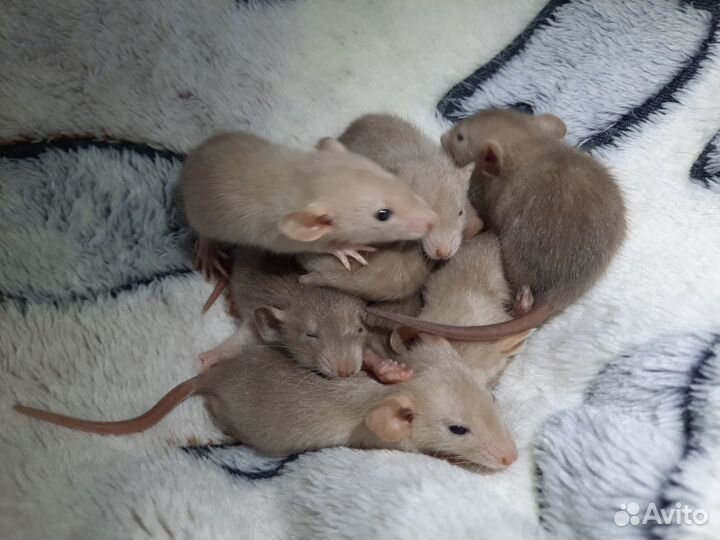 Крысята породы Дамбо. Крысы (беличий окрас)