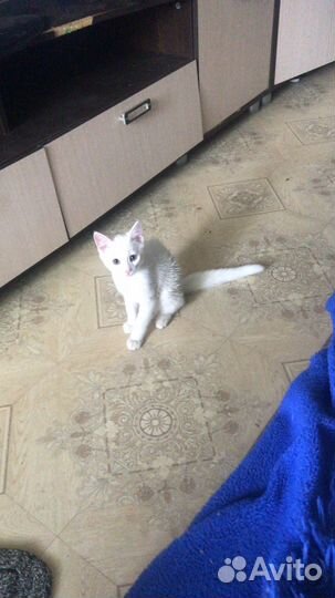 Котята бесплатно