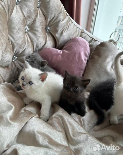 Шатланские вислоухие котята