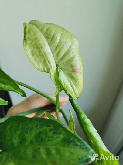 Сингониум сплэш, клубничный лед