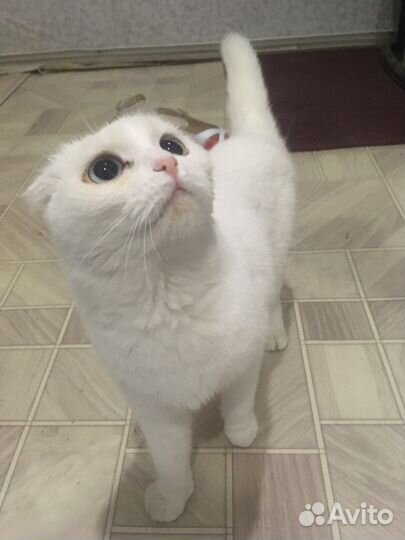 Отдадим в заботливые руки