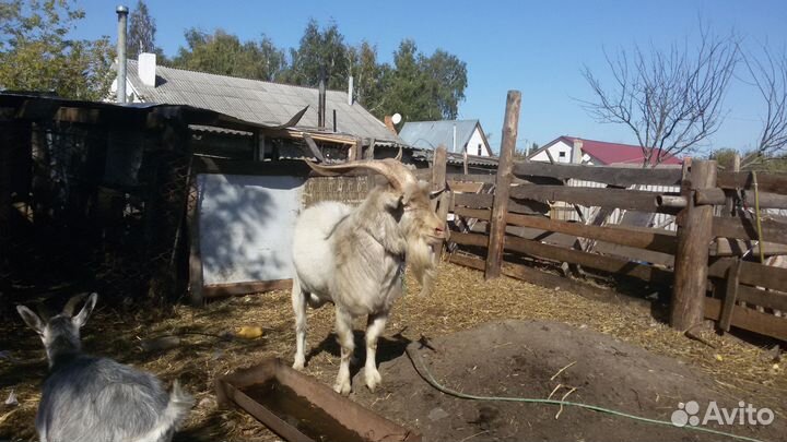 Продам козла