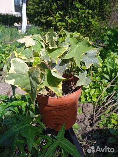 Плющ комнатный разные сорта