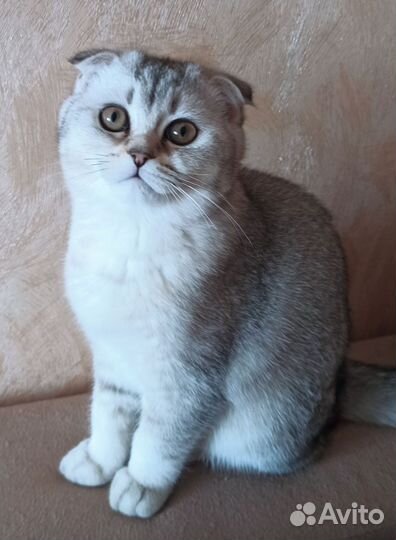 Шотландская вислоухая кошечка