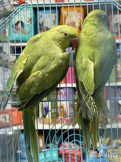 Ожереловый попугай птенцы