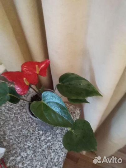 Комнатные цветы антуриум