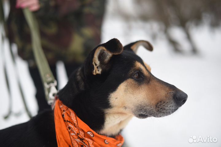 Собака-девочка из приюта