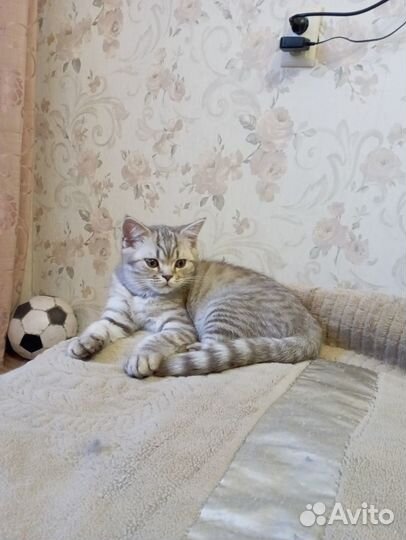 Шотландский красавчик