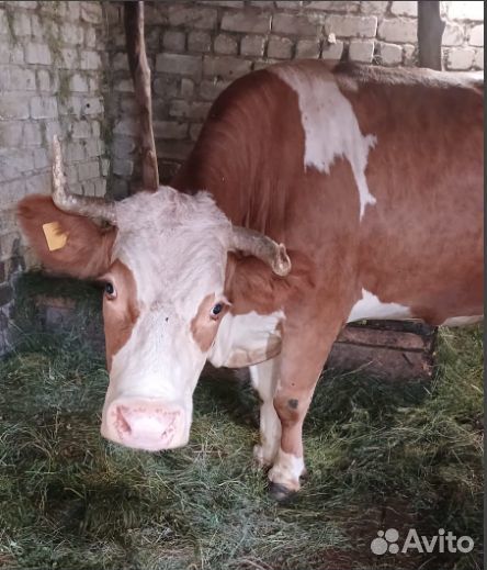 Дойная корова симментальской породы