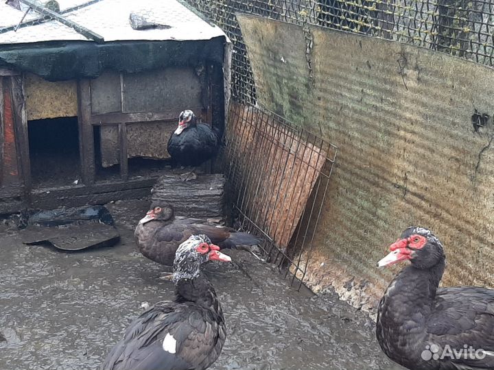 Мускусные утки тяжелые линии