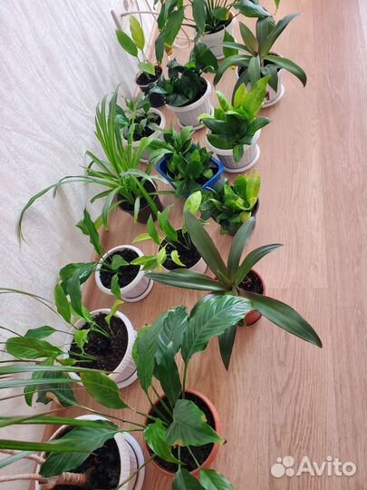 Комнатные цветы