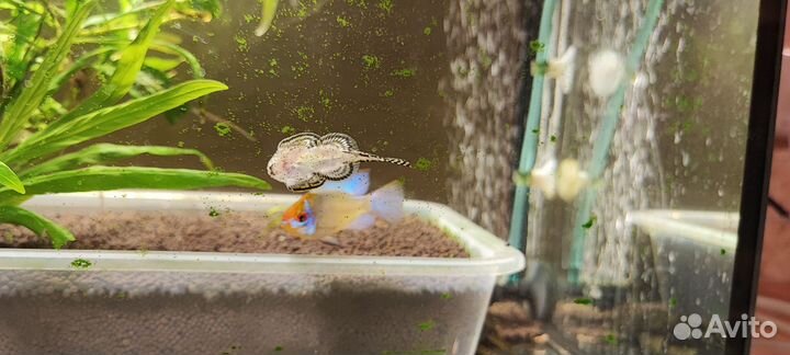 Аквариум с рыбками