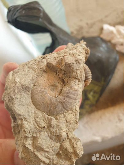 Окаменелости