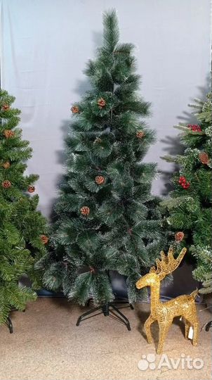 Сосна заснеженная зеленая